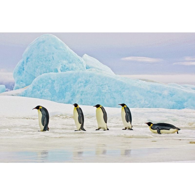 obraz-penguins-120x80